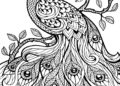 Cool Peacock Coloring Pages