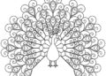 Peacock Coloring Pages 2019