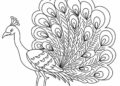 Peacock Coloring Pages For Kids