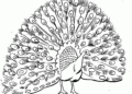 Peacock Coloring Pages Images