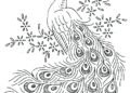 Peacock Coloring Pages Picture