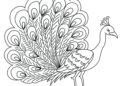 Peacock Coloring Pages Pictures