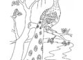 Peacock Coloring Pages on Tree
