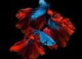 Fine Art Photography Ideas of Wildlife Fish