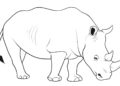 Animal Drawings Easy of Rhino