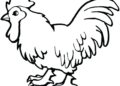 Animal Drawings Easy of Rooster