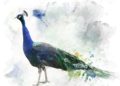 Beautiful Painting of Peacock in Watercolor Painting