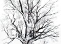 Black and White Tree Drawing Ideas