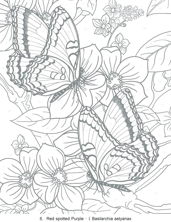 Download Butterfly Coloring Pages For Adults - Visual Arts Ideas