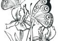 Butterfly Coloring Pages For Adult_08
