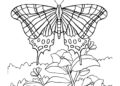 Butterfly Coloring Pages For Adult_14