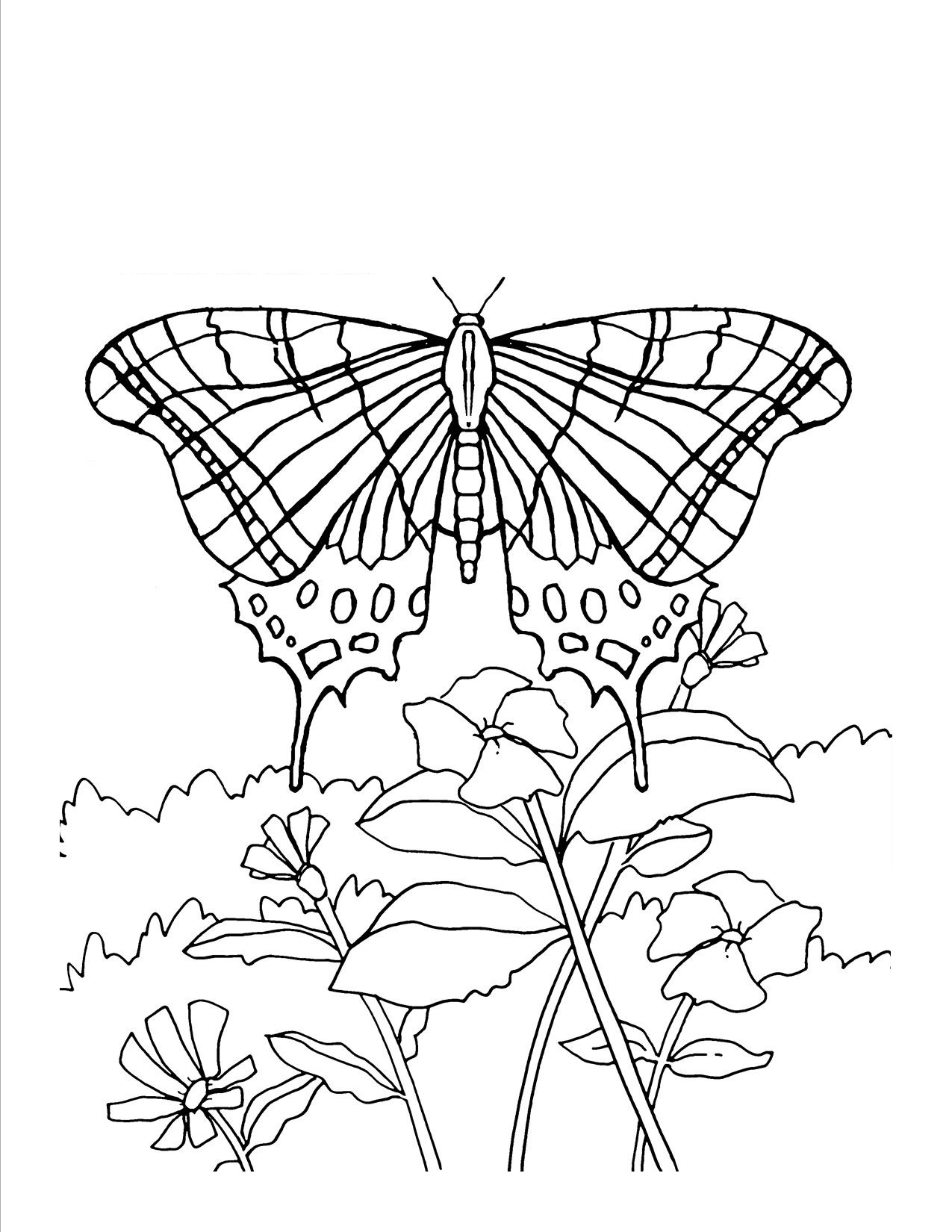 Butterfly Coloring Pages For Adults - Visual Arts Ideas
