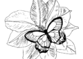 Butterfly Coloring Pages For Adult_22