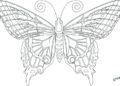Butterfly Coloring Pages For Adult_24