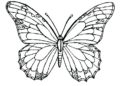 Butterfly Coloring Pages For Adult_25