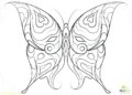 Butterfly Coloring Pages For Adult_28