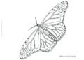 Butterfly Coloring Pages For Adult_31