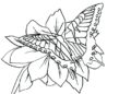 Butterfly Coloring Pages For Adult_32