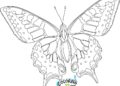 Butterfly Coloring Pages For Adult_35