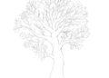 Easy Tree Drawing Ideas