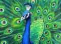 Painting of Peacock Ideas