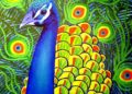 Painting of Peacock Pictures