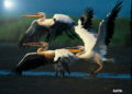 Paintings of Flying Birds of Digital Painting
