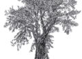 Realistic Tree Drawing Images