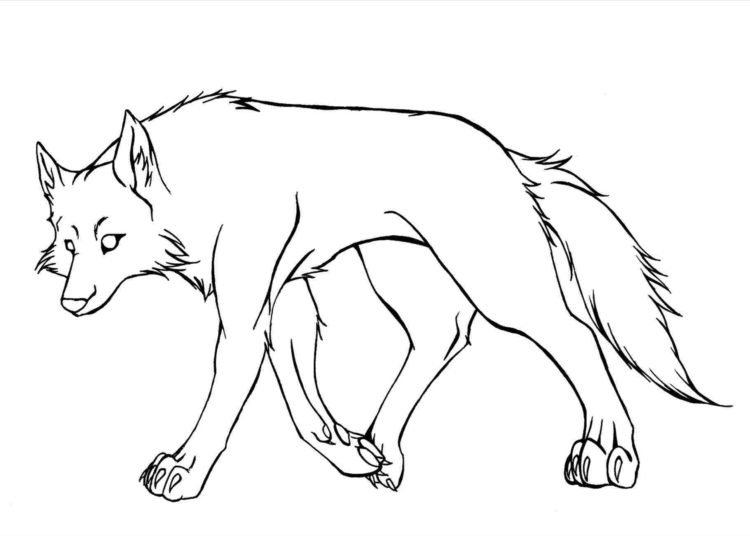 15 Wolf Drawing Easy for Kids - Visual Arts Ideas