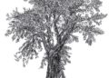 Tree Drawing Black and White