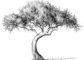 Tree Drawing Ideas Black and White