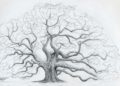 Tree Drawing Ideas of Large Oak Tree