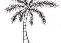 Tree Drawing Ideas of Palm