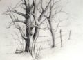 Tree Drawing Ideas with Pencil
