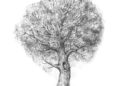 Tree Drawing Inspiration