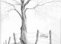 Tree Drawing Inspiration in Pencil