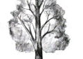 Tree Drawing Inspiration with Pencil