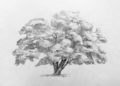 Tree Drawing Picture