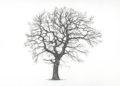 Tree Drawing of Oak