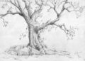 Tree Drawing with Pencil