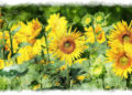 Beautiful Sunflower Painting Images