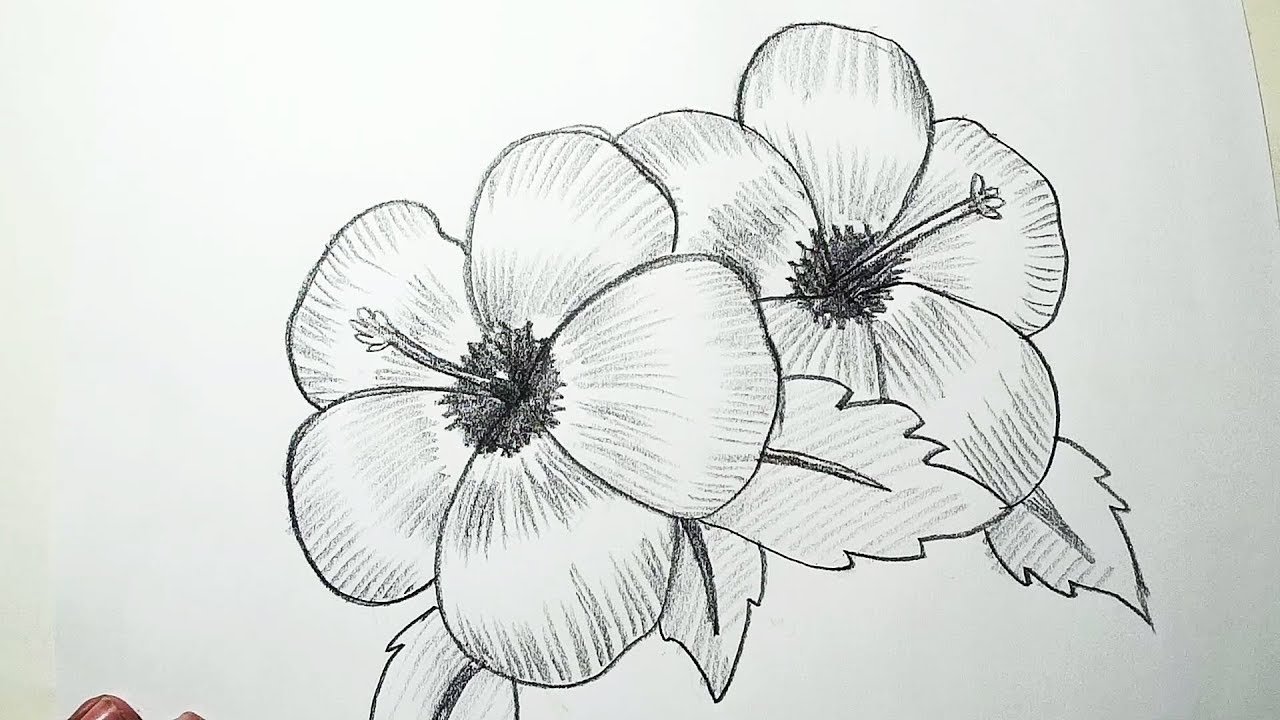 Hibiscus Flower Drawing Ideas and The Health Benefits of Hibiscus