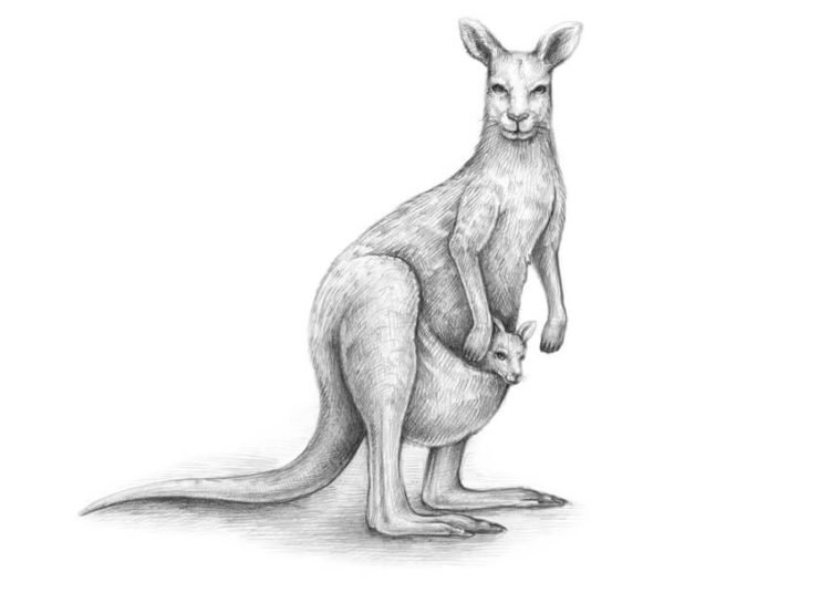  Kangaroo Drawing Ideas For Kids - Visual Arts Ideas