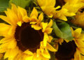 Sunflower Painting Bright Yellow