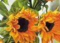 Sunflower Painting Idea