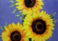 Sunflower Painting Ideas Picture