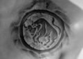 Taurus Tattoo For Men on Chest