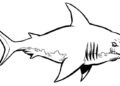 Angry Shark Coloring Pages Images