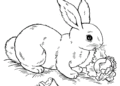 Bunny Coloring Pages Eating Vegetables