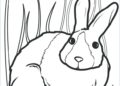 Bunny Coloring Pages Image For Kids